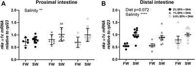 Low Omega-3 Levels in the Diet Disturbs Intestinal Barrier and Transporting Functions of Atlantic Salmon Freshwater and Seawater Smolts
